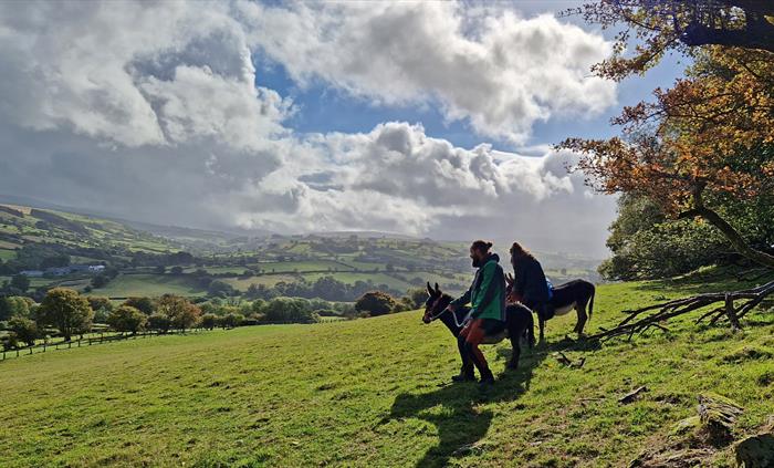 walk with mini donkeys in the brecon beacons